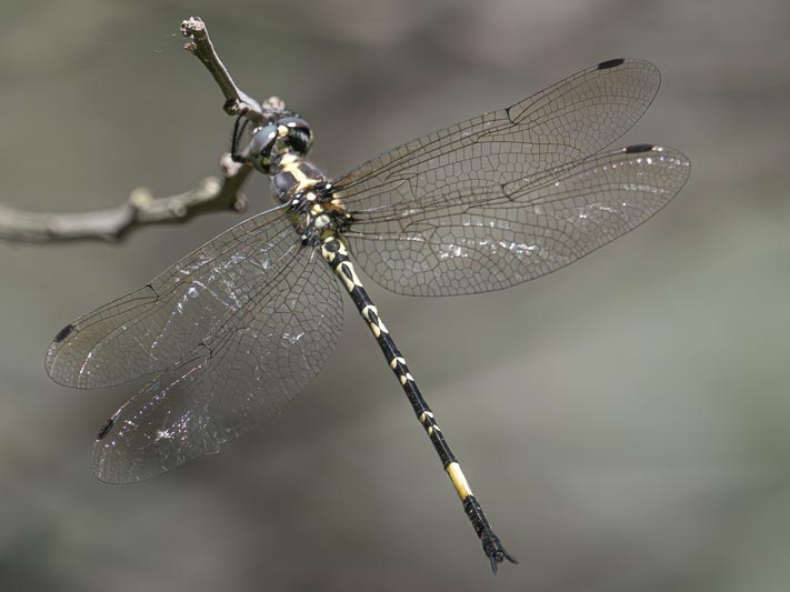 Parasynthemis regina (Royal Tigertail).jpg